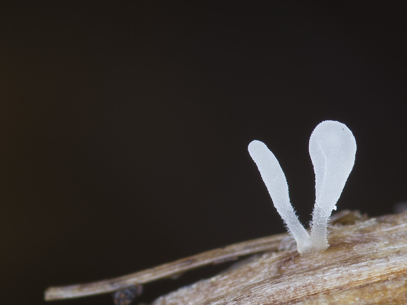 Typhula quisquiliaris